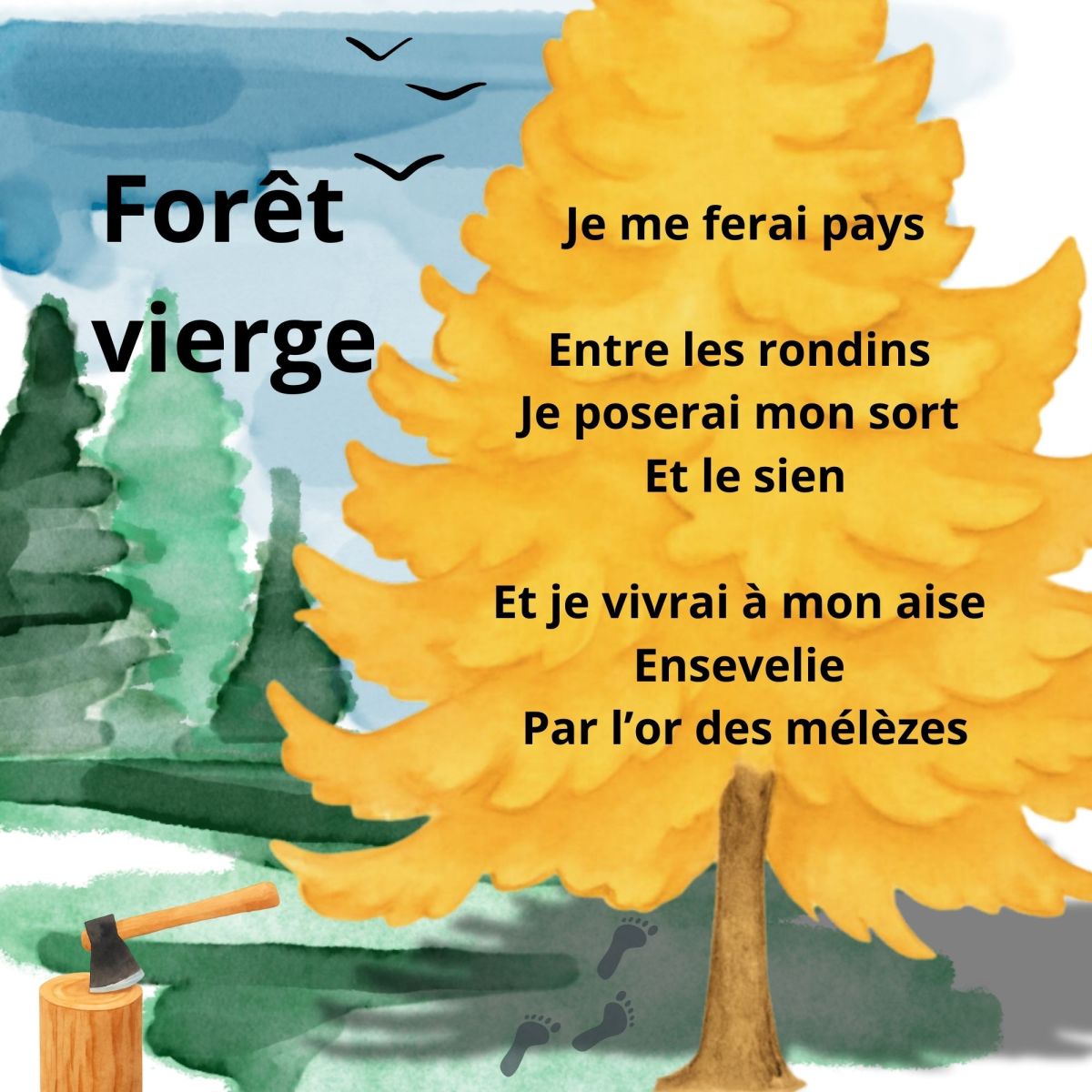 « Forêt vierge »